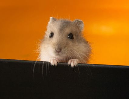 horcsog.jpg horcsog.jpg